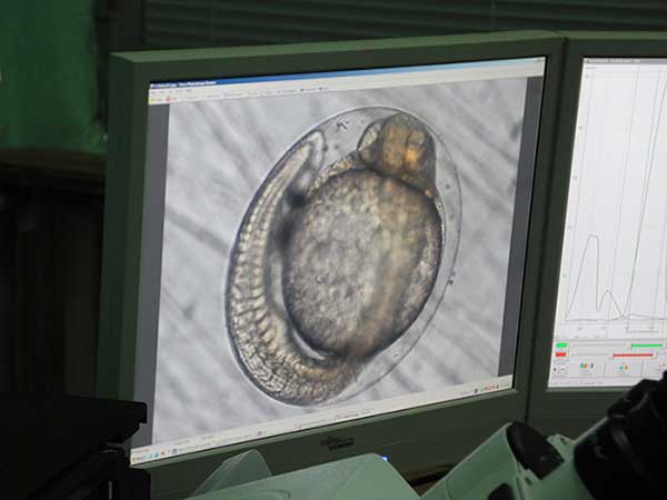 Розвиток риби в ікринці під скануючим мікроскопом