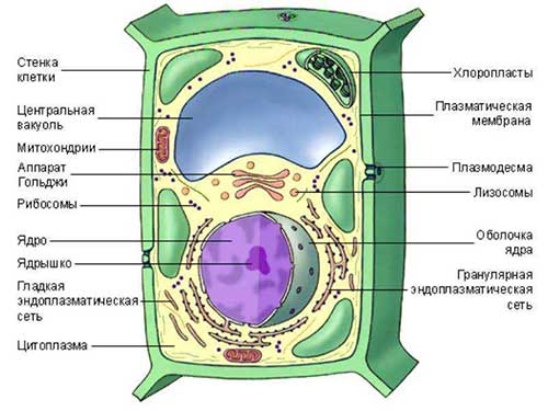 Клітина рослин