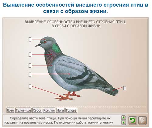 Тест по биологии 7 класс строение птиц
